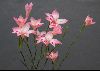 <em>Gladiolus carmineus aff.</em>
